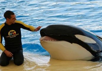 Geger! Taman Hiburan SeaWorld Mendadak Diliputi Tragedi Berdarah setelah Paus Pembunuh Hilangkan Nyawa Pelatihnya