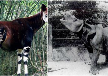 Anak Cucu Kita Terancam Tak Mengenal Mereka, Berikut 7 Hewan Langka Terancam Punah yang Mungkin Anda juga Asing Mendengarnya