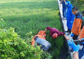 Sudah Ada 6 Orang Warganya yang Tewas Kena Jebakan Tikus, Bupati Sragen Akan Tuntut Pemilik Sawah: Hukum Pidana Berlaku!