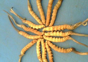 Bisa Bikin Auto Kaya, Parasit Ini Ternyata Bernilai Miliaran Rupiah per Kilogramnya! Apa Manfaatnya?