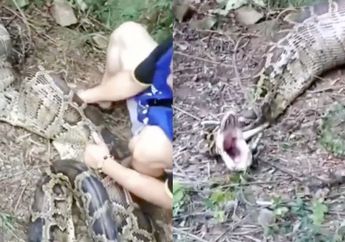Temukan Piton Besar dengan Perut Kembung, Petani Ini Kaget saat Tahu Isi Perut Ular