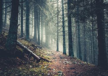 Kondisinya Lemas dan Kebingungan Usai 5 Hari Hilang di Hutan, Seorang Pria Warga Bengkulu Berhasil Ditemukan Berkat Hal Sepele Ini