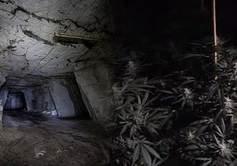 Ditaksir Nilainya Rp19 Miliar, Inilah Penampakan Ladang Ganja Terbesar di Dunia yan Tersembunyi di Dalam Perut Bumi