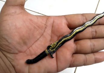 Mimpi Menemukan Keris Kecil. Begini Tafsir Mimpinya Menurut Primbon