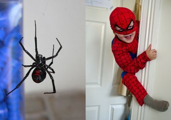Ingin Wujudkan Mimpi Jadi Spider-Man, 3 Bocah Ini Sengaja Buat Laba-laba Beracun Gigit Tubuh Mereka, Akibatnya Sampai Harus Dilarikan ke Beberapa Rumah Sakit