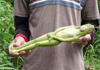 Sempat Gegerkan Jagat Maya Buah dari Thailand Berbentuk Wanita, Misterinya Akhirnya Terkuak, Inikah Rahasia di Balik Bentuk Buah Itu?