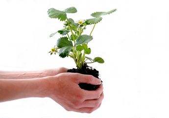 3 Aktivitas Manusia yang Berpotensi Mengurangi Pemanasan Global, Jawaban Soal TVRI untuk SMP 5 Juni 2020