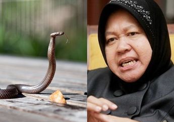 Kini Naik Tahta Duduki Kursi Mentereng di Jajaran Menteri, Risma Tetiba Ungkap Kejadian Tak Terduga yang Pernah Dialaminya saat Jadi Wali Kota Surabaya : Saya Diancam Dibunuh, Tiap Sore Ada Ular Depan Rumah