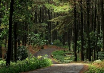 Kunci Jawaban Menjaga Hutan Indonesia, Belajar dari Rumah TVRI 5 Juni 2020, untuk Siswa SMP Sederajat