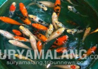 Tewas Secara Misterius di Gubuk Atas Kolam Ikan Koi Sambil Peluk Guling, Duda di Blitar Buat sang Bos Tercengang Melihat Karyawannya Kaku Membiru!