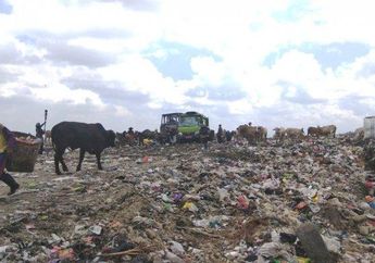 Dipikir Apa, Ternyata Biawak Ini Seret Jenazah Bayi dari Tempat Sampah, Telapak Kaki Hilang Bikin Saksi Kaget Bukan Kepalang