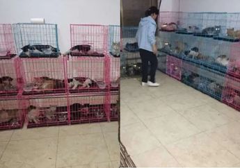 Tunggu Nasib Disajikan di Atas Meja Sambil Berjubel di Kandang Sempit dan Berkarat, Ratusan Kucing Curian Siap Disembelih Ditemukan di Sebuah Hotel di China