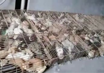 700 Kucing Ditemukan Dijejalkan dalam Kandang Sempit, Siap untuk Dimasak, Saat Beberapa Daerah di China Melarang Makan Daging Kucing