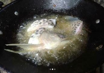 2 Tahun Menemani Hari-harinya di Perantauan! Pria Ini Harus Terima Kenyataan Ikan Arwana Kesayangan Seharga 2 Juta Dimakan Ayahnya Sendiri