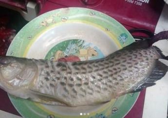 Rugi Bandar! Pria Asal Sukoharjo Pasrah Ikan Arwana Rp 2 Juta Miliknya Digoreng sang Ayah, Padahal Pemilik Sampai Pernah Operasi Mata Ikan Peliharaannya Itu karena Juling