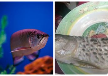 Cerita Pria Kehilangan Ikan Arwana Harga 2 Juta karena Digoreng Ayahnya Viral, Ternyata Selain Jadi Ikan Hias Paling Mahal, Ada Beragam Fakta Unik dari Ikan Berjuluk 'Dragon Fish' Ini