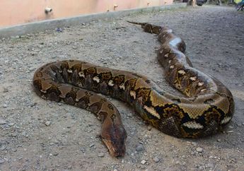 Simak Fakta Mengejutkan Ular Piton yang Menewaskan Siswa SMP di Sulawesi Tenggara, Ternyata Mendeteksi Mangsa Lewat Panas Tubuh