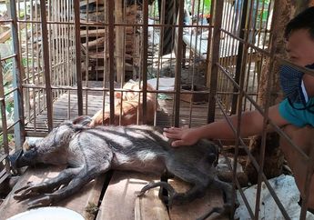 Aneh Tapi Nyata! Babi Hutan Berkaki Ayam Ini Menolak Makanan Mentah namun Mau Minum Kopi dan Teh