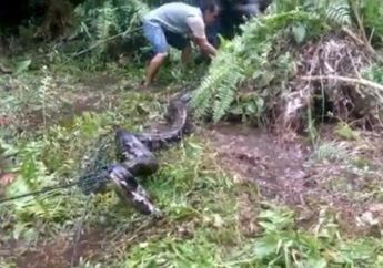 Berniat Usir Kera, Pria Ini Kaget Bukan Kepalang saat Tidak Sengaja Injak Ular Piton 6,5 Meter!