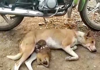 Pasrah dengan Tingkah Manja Sang 'Anak Angkat', Seekor Anjing Tertangkap Kamera Tengah Menyusui Bayi Monyet yang Terlantar