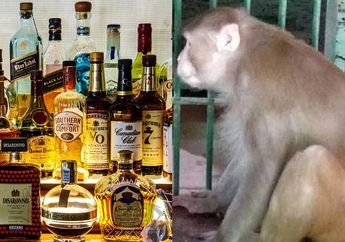 Monyet Pemabuk Bunuh Seorang Warga dan Lukai 250 Penduduk Setempat Hingga Harus Jalani Operasi Plastik, Begini Kronologinya!