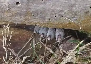 Foto Jari-jari Kaki Zombie yang Mengerikan Tersebar di Internet dan Bingungkan Netizen, Apa Sebenarnya itu?