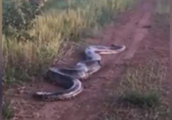 Tengah Hamil, Seekor Anakonda Raksasa Sepanjang 7 Meter Menjadi Sangat Ganas, Lihat Apa yang Dilakukannya Pada Mobil Pengendara Ini