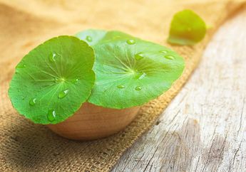 5 Hal Penting Tentang Centella Asiatica yang Bisa Ubah Kulit Kita!