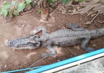 Bertubuh Kurus dengan Perut Buncit, Kondisi Buaya di Kebun Binatang Ini Sungguh Memprihatinkan, Setelah Perut Sang Predator Dibedah Ternyata Banyak Sampah Ulah Manusia!