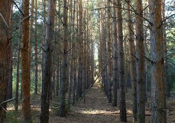 Dari Bawah Tampak Biasa, Namun saat Dilihat dari Atas, Hutan Ini Menyimpan Keunikan yang Membuat Takjub!