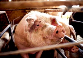 Akhirnya Terkuak, Inilah 7 Alasan Kenapa Flu Babi Jenis Baru Berpotensi Jadi Pandemi! Segera Cegah Sebelum Terlambat