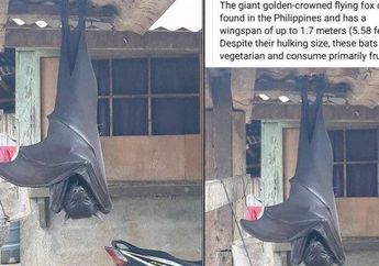 Bukan Foto Editan, Inilah Fakta Bahwa Kelelawar Seukuran Manusia Ternyata Benar-benar Ada, Ini Buktinya