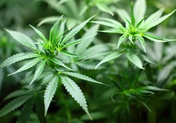 Viral! Sempat Tetapkan Ganja Masuk Daftar Tanaman Obat, Kementan Akui Akan Segera Cabut dan Kaji Kembali Kepmentan yang Tengah Jadi Polemik Publik