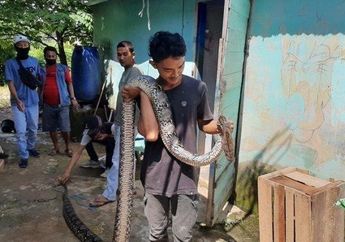 Disaksikan Banyak Warga Namun Tak Satupun Berani Menolong, Bocah 13 Tahun Akhirnya Meregang Nyawa Usak Dililit Ular Sanca Berukuran Jumbo dengan Panjang 5 Meter!