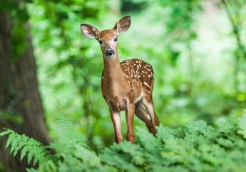 Arti Mimpi Melihat Rusa Liar di Hutan, Ternyata Jadi Pertanda Akan Hal Ini, Simak Penjelasannya