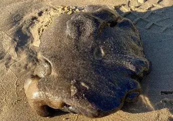 Hanya Gumpalan Hitam Harganya Disebut Tembus Rp14 Miliar, Inilah Fakta Mengejutkan Benda yang Ditemukan di Negara Tetangga Indonesia Ini