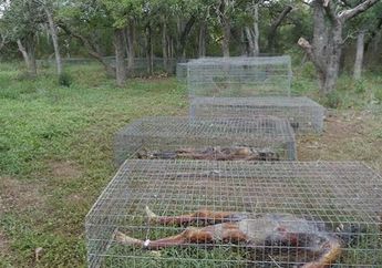 Bikin Bulu Kuduk Merinding, Inilah Penampakan Perkebunan Mayat, di Mana Ribuan Jasad Tergeletak dan Dibiarkan Membusuk, Ternyata Ini Tujuannya!