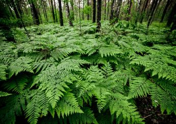 Bagaimana Proses Pertumbuhan Tanaman Paku? Kunci Jawaban Belajar dari Rumah TVRI, 14 Juli 2020 untuk SD Kelas 4-6