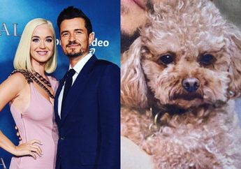 Anjing Kesayangan Hilang, Orlando Bloom dan Katy Perry Tawarkan Hadiah Rp 73 Juta Bagi Penemunya!