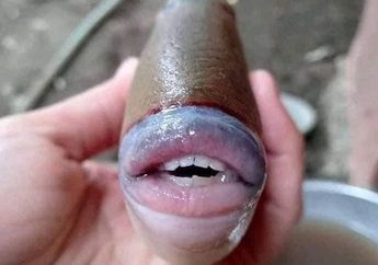 Heboh! Ikan Ini Langsung Viral ke Seluruh Dunia Gara-Gara Punya Gigi Mirip Manusia, Ternyata Ini Jenisnya