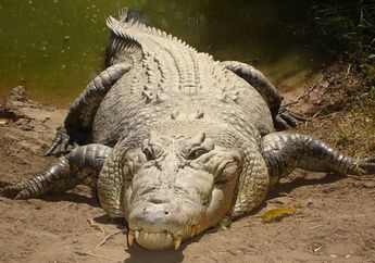 Demi Mencari Lokan, Seorang Pria di Sumatera Barat Nekat Menyelami Sungai Masang yang Diketahui Telah Menjadi Habitat Buaya!