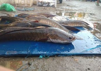 Segar Dikonsumsi dan Bisa Nambah Terus! Ini Resep Mudah Ikan Gabus Kuah Kuning yang Diklaim Sebagai Terapi Covid-19