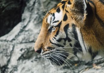 Arti Mimpi Dikejar Harimau yang Punya Makna Bak Pedang Bermata Dua, Pertanda Bakal Dapat Rezeki Nomplok Sekaligus Kejahatan Mengintai