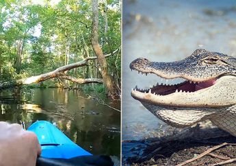 (Video) Mengejutkan, Pria Ini Sedang Susur Sungai Saat Reptil Purba Buas Menabraknya hingga Jatuh ke Air, Bagaimana Caranya Lolos dari Buaya Agresif di Musim Kawin