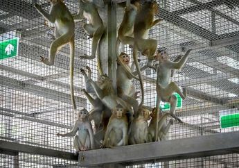 Disebut Tes Maut yang Mematikan, Vaksin Covid-19 yang Diujikan ke Monyet Justru Menyulut Virus untuk Mewabah Lebih Lanjut, Begini Selengkapnya...