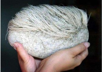 Ditebus dengan Gajinya Pria Ini Langsung Dimarahi Istri Setelah Beli Batu Berambut Ini, Namun Begitu Tahu Batu ini Bukan Benda Sembarangan Satu Keluarga Langsung Bungkam