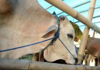 Jelang Idul Adha 2020, Catat 5 Hal yang Patut Diperhatikan dan Dihindari di Hari Raya Kurban, Jaga Jarak hingga Larangan Makan!