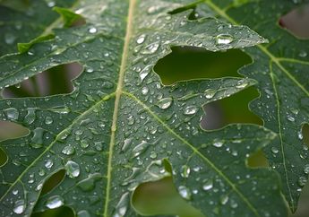 Tak Banyak yang Tahu, Rupanya Jus Daun Pepaya Memiliki Segudang Manfaat Bagi Tubuh, Satu Diantaranya Bisa Sembuhkan Penyakit Mematikan ini!