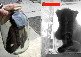 Entah Apa yang Dipikirkan Pemuda ini Hingga Akhirnya Nekat Masukkan Anak Kucing ke Dalam Toples Sampai Kehabisan Napas, Saat Ditangkap Malah Anggap Hal ini Biasa Saja!