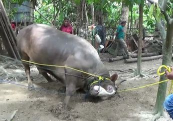 4 Arti Mimpi Menyembelih Hewan Kurban, Benarkah Simbol dari Pengorbanan?